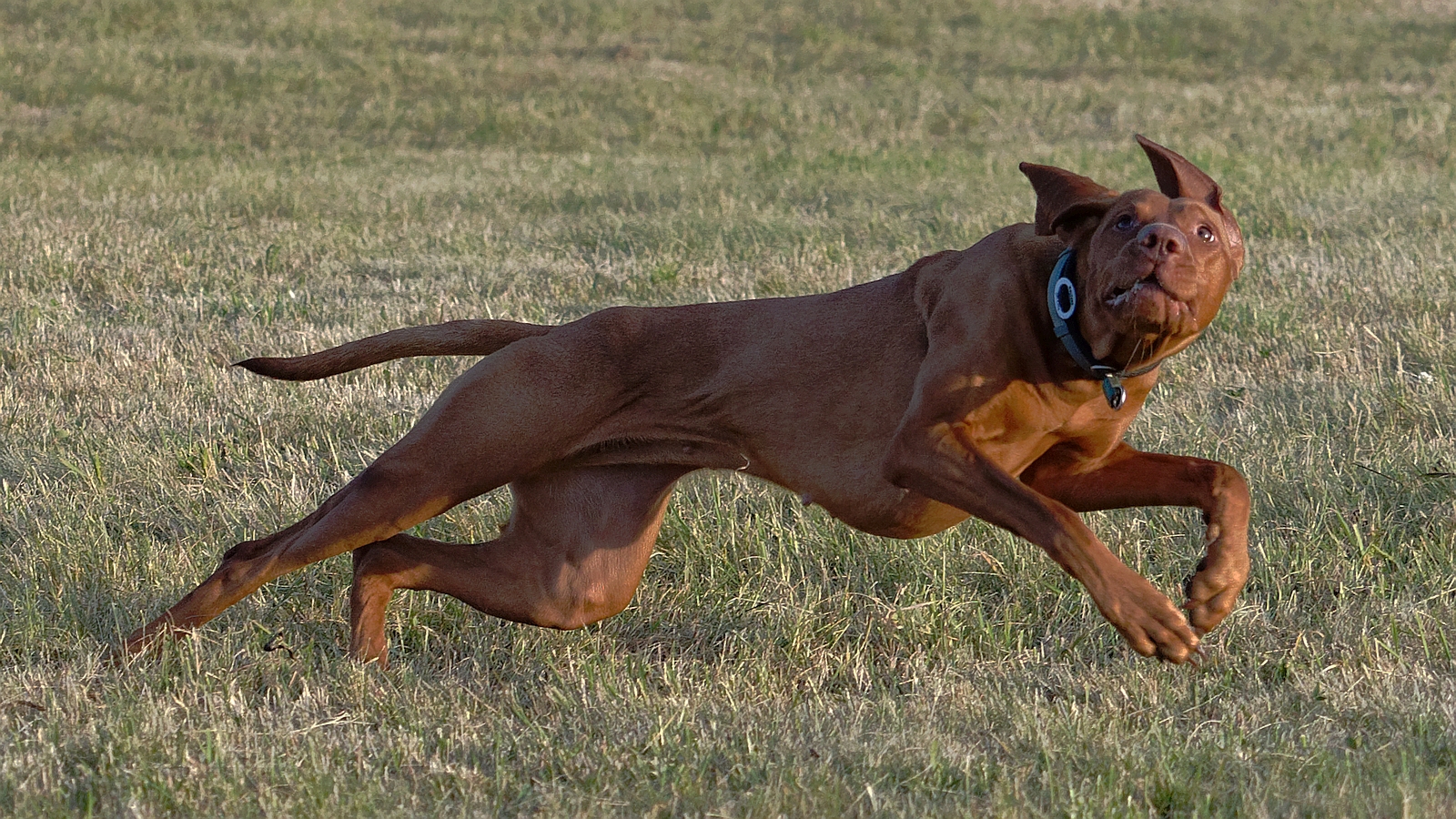 Dog Frisbee 2 ...