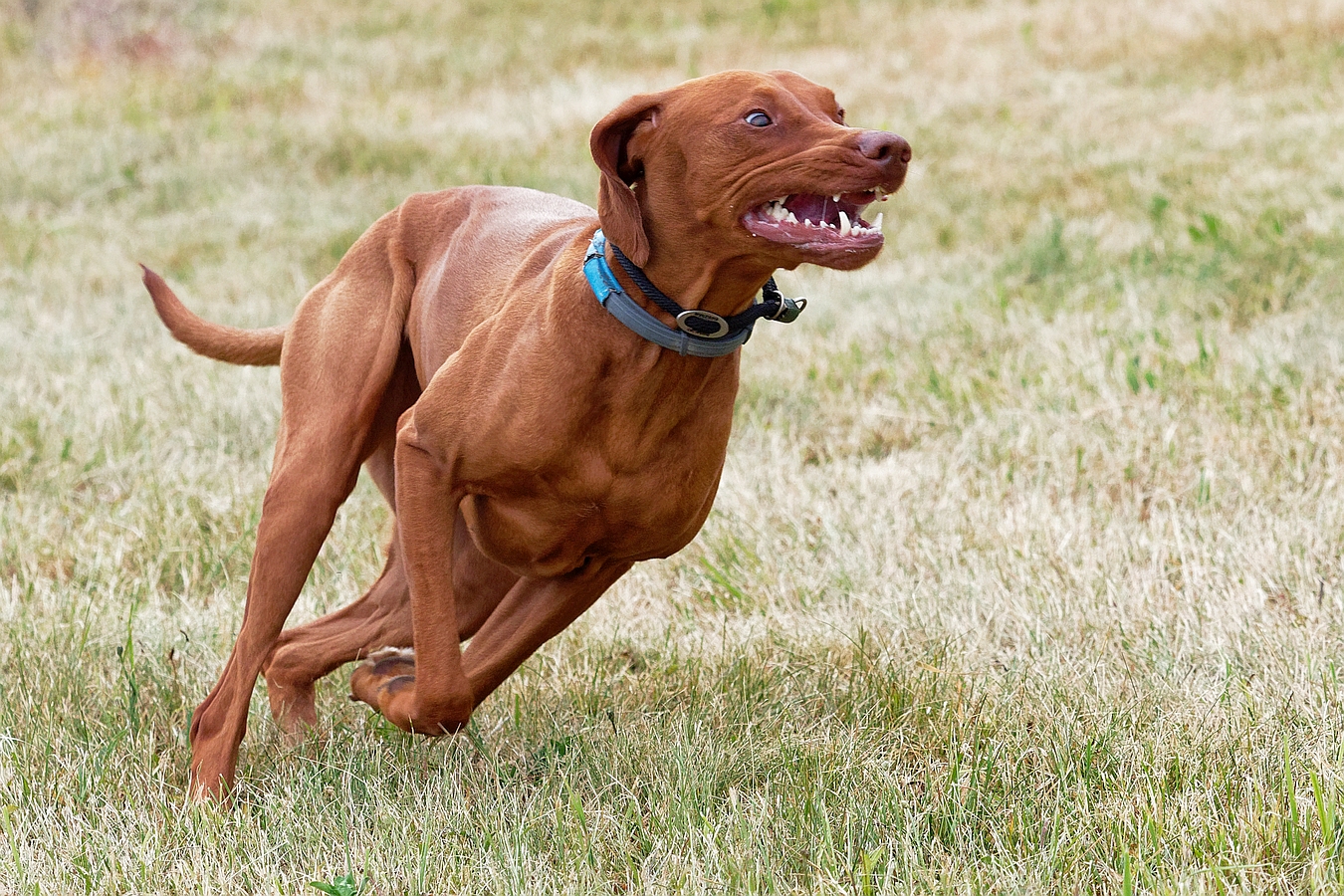 Dog Frisbee 3 ...