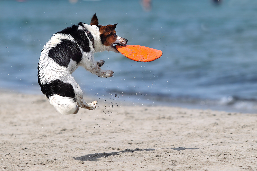 Dog Frisbee