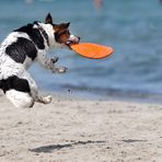 Dog Frisbee