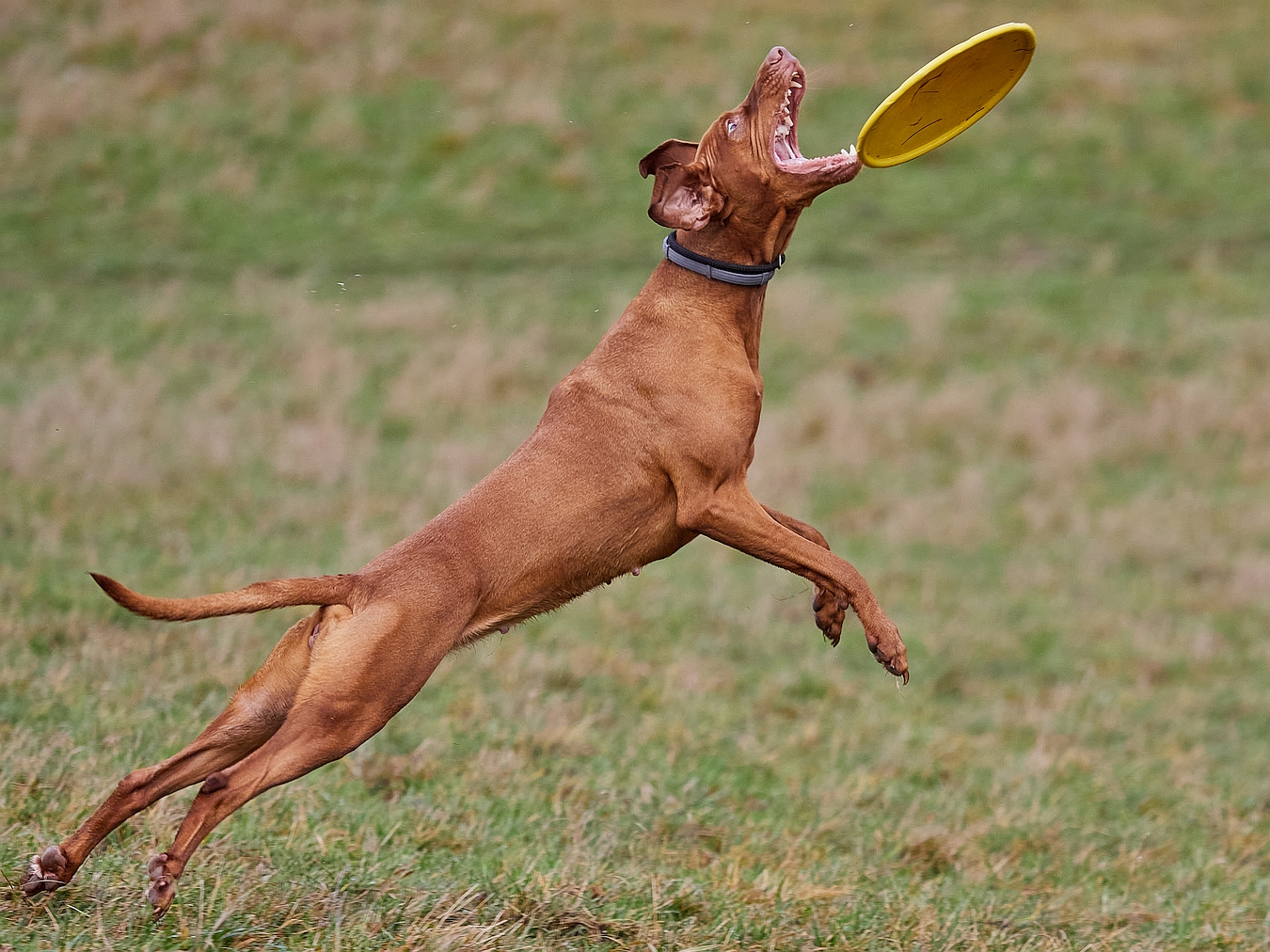 Dog Frisbee: Das Ende der Jagd ... #2