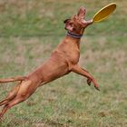 Dog Frisbee: Das Ende der Jagd ... #2