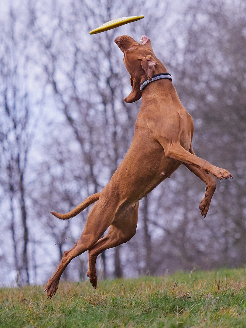 Dog Frisbee: Das Ende der Jagd ... #3