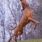 Dog Frisbee: Das Ende der Jagd ... #3