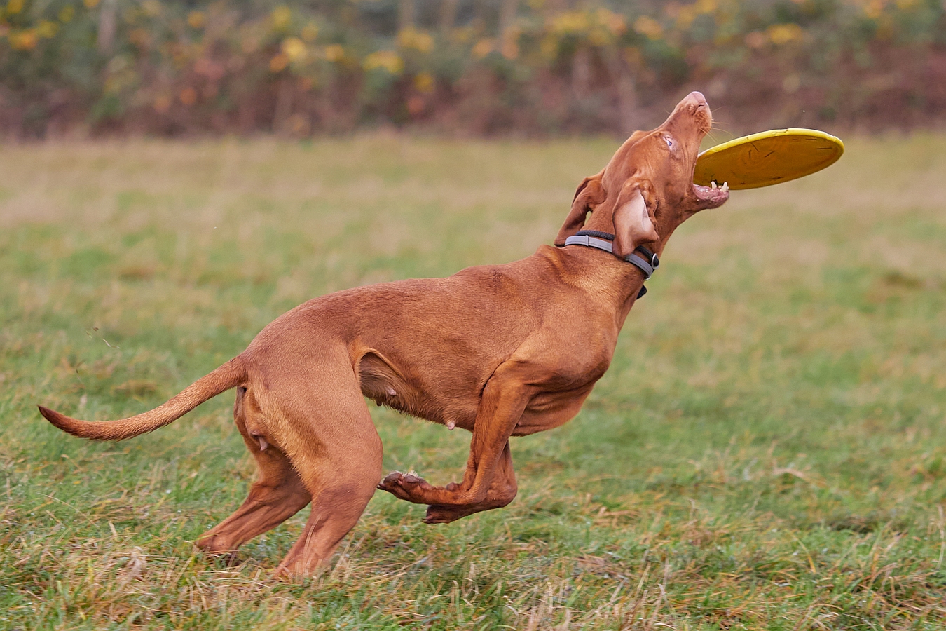 Dog Frisbee: Das Ende der Jagd ...