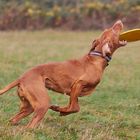 Dog Frisbee: Das Ende der Jagd ...