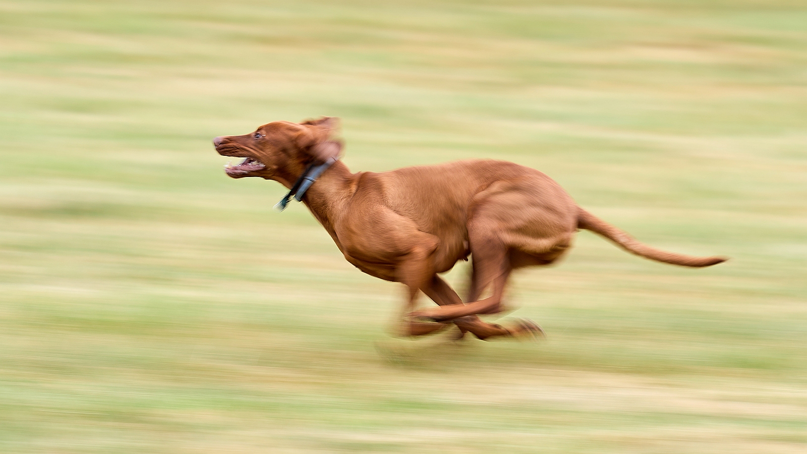 Dog Frisbee: Full Speed ...