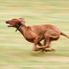 Dog Frisbee: Full Speed ...
