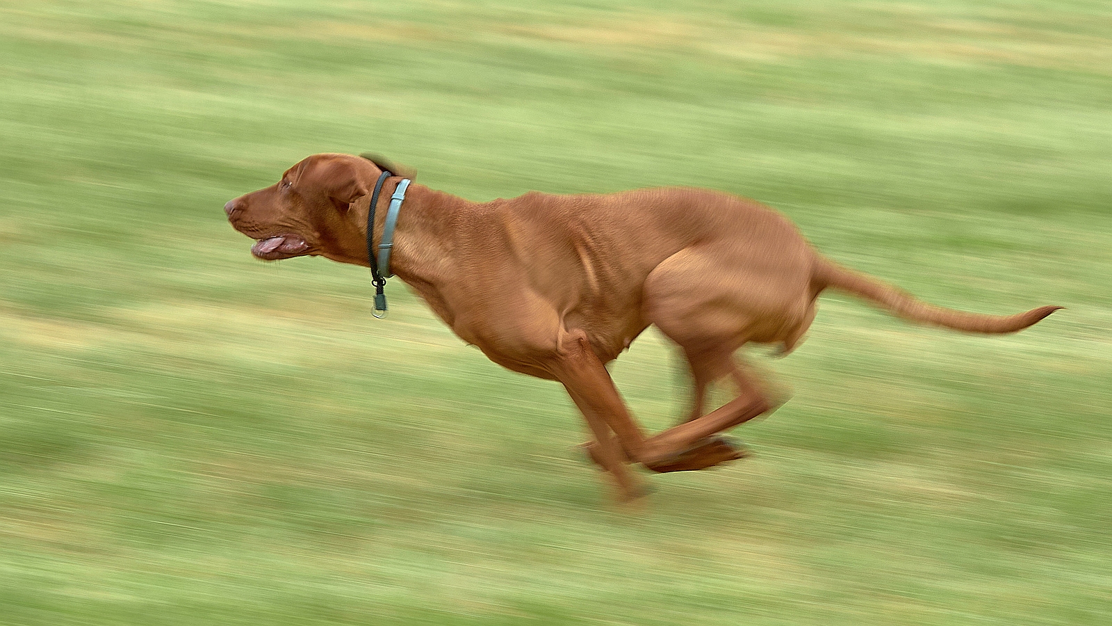 Dog Frisbee: Full Speed #2