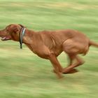 Dog Frisbee: Full Speed #2