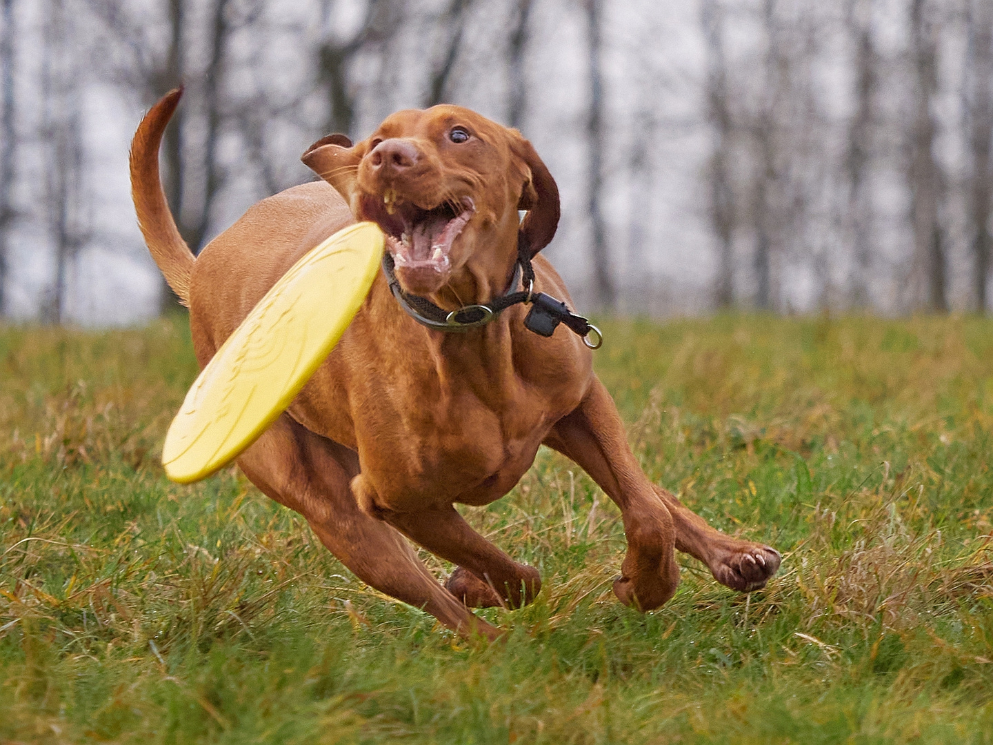 Dog Frisbee: Hab' dich!!