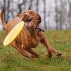 Dog Frisbee: Hab' dich!!