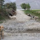 [ … dog, goats and sheeps ]