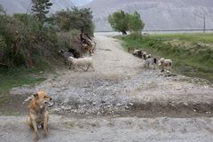 [ … dog, goats and sheeps ]