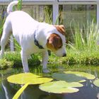 Dog gone fishing