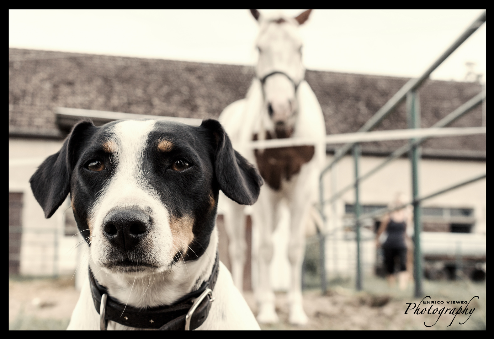 Dog & Horse