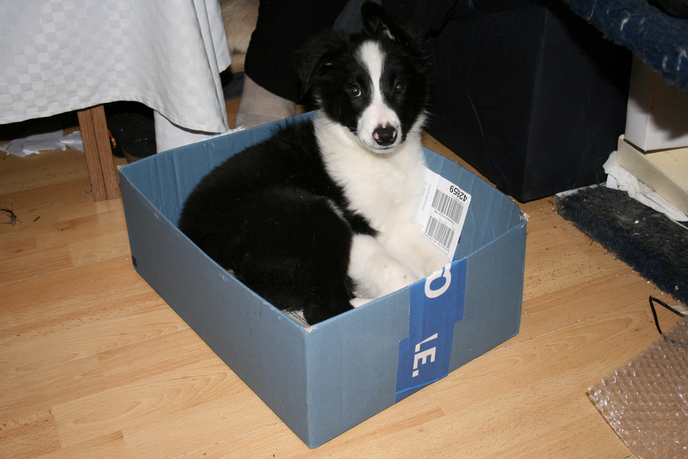 Dog in a Box