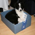 Dog in a Box