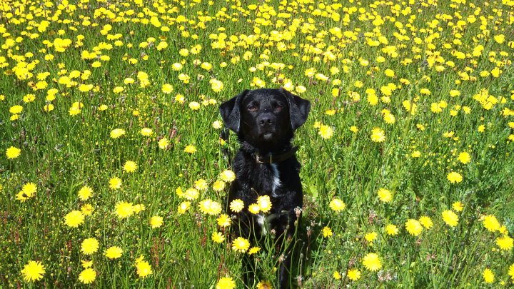 Dog in a field of dandelion