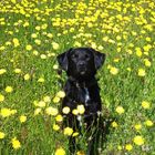 Dog in a field of dandelion