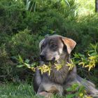 Dog in a park