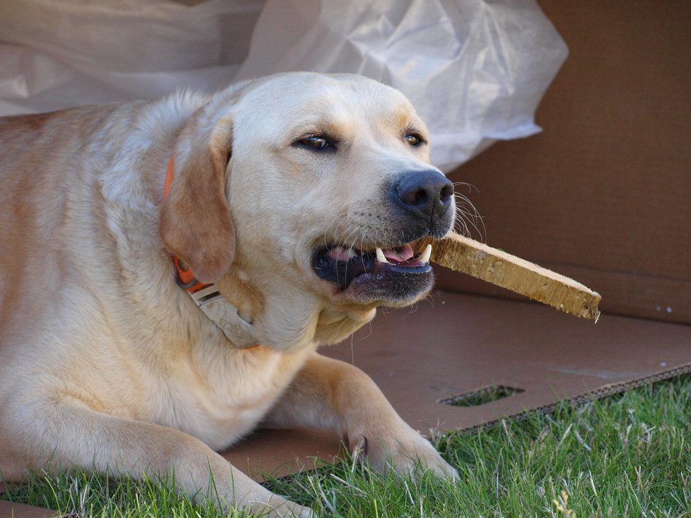 Dog in af box