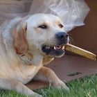 Dog in af box