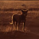 Dog in backlight