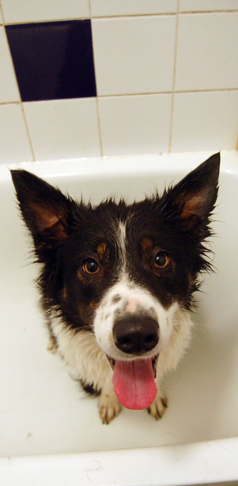 Dog In Bath!