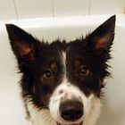 Dog In Bath!