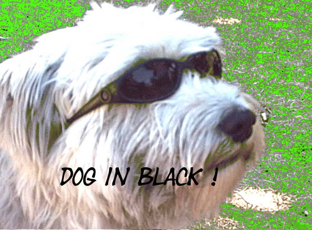 dog in black