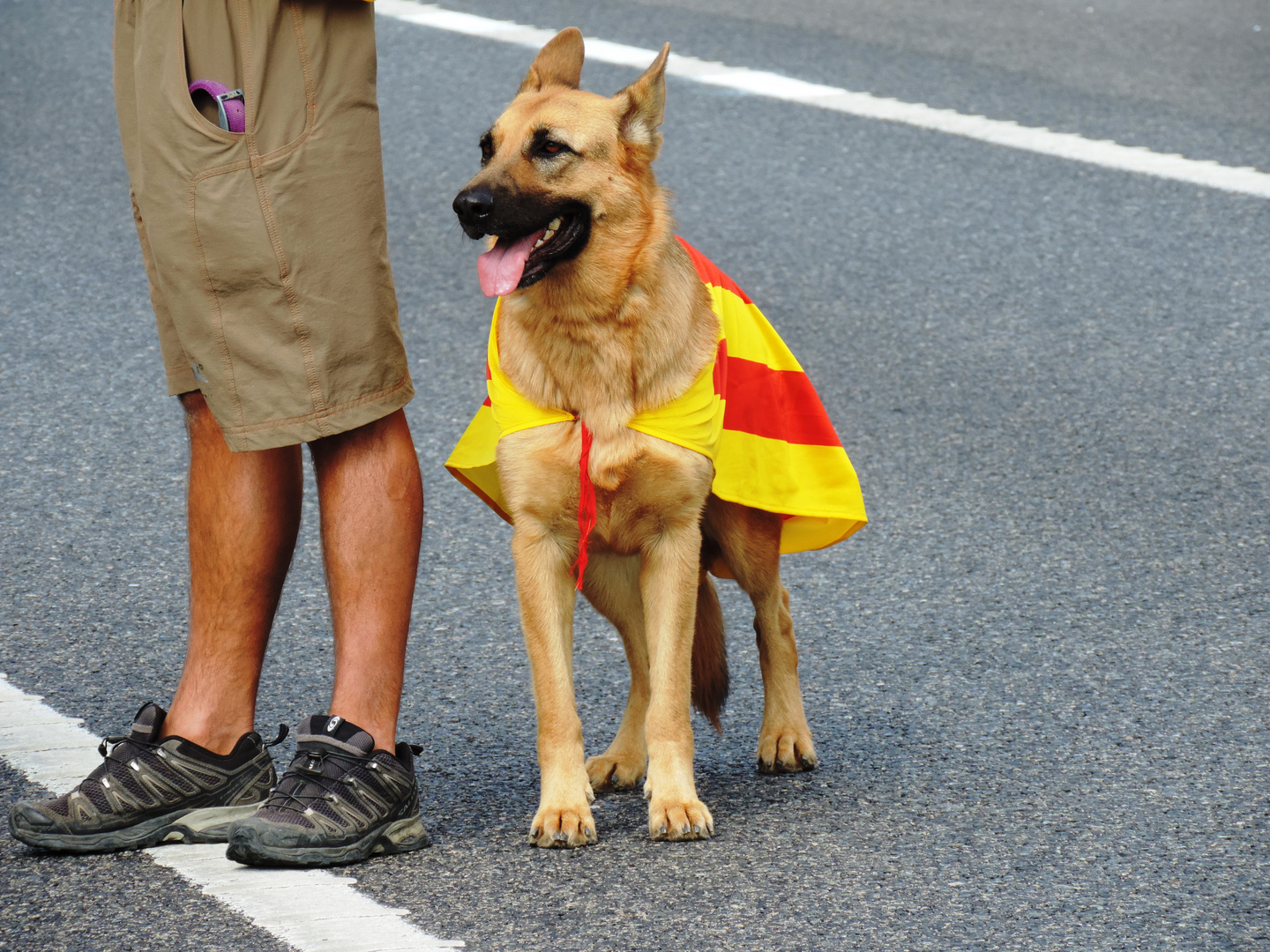 Dog in Catalan Way