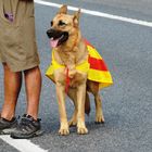 Dog in Catalan Way