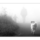 dog in fog