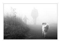 dog in fog
