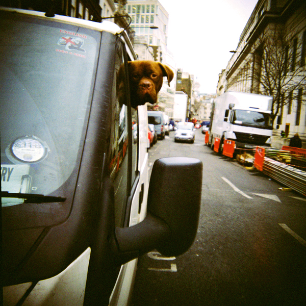 Dog in London