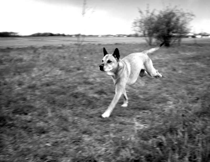 Dog in Motion :)