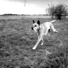Dog in Motion :)