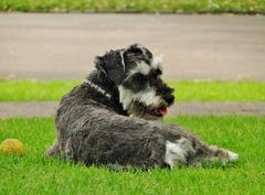 Dog in Park