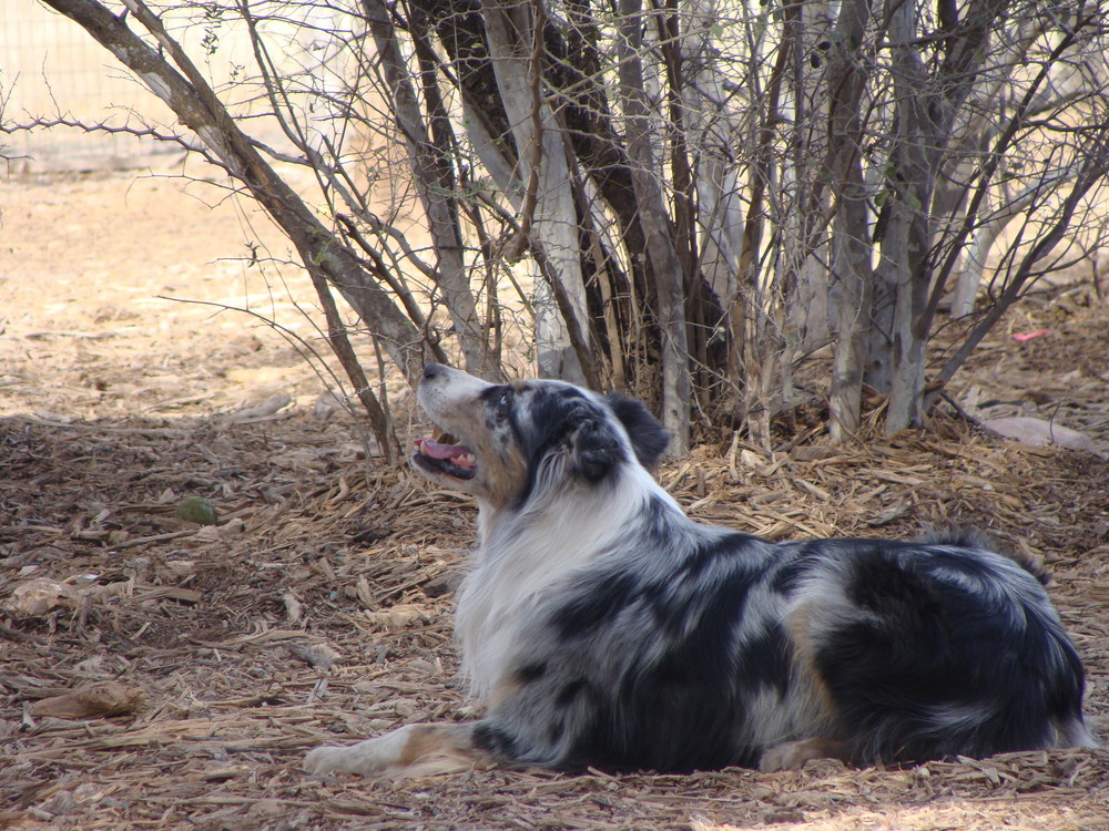 dog in public park