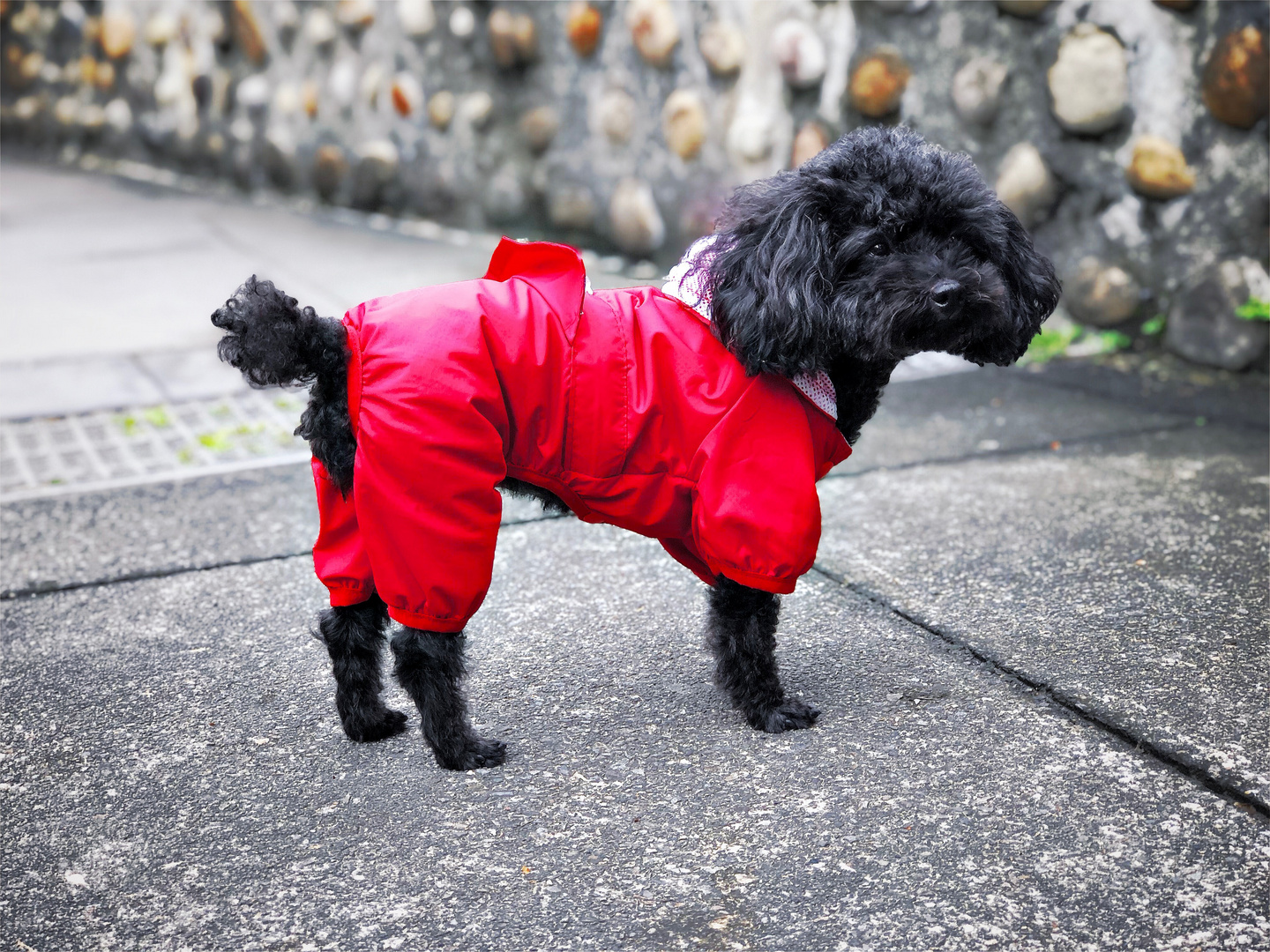 Dog in Red