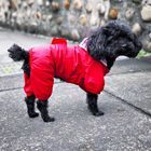 Dog in Red