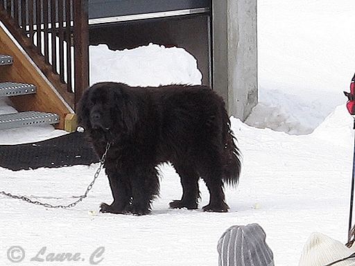 Dog in snow