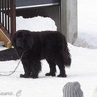 Dog in snow