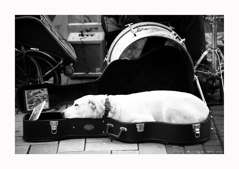 DOG IN THE GUITARBOX