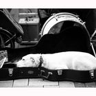 DOG IN THE GUITARBOX