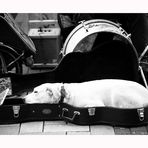 DOG IN THE GUITARBOX