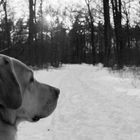 Dog in the March Snow