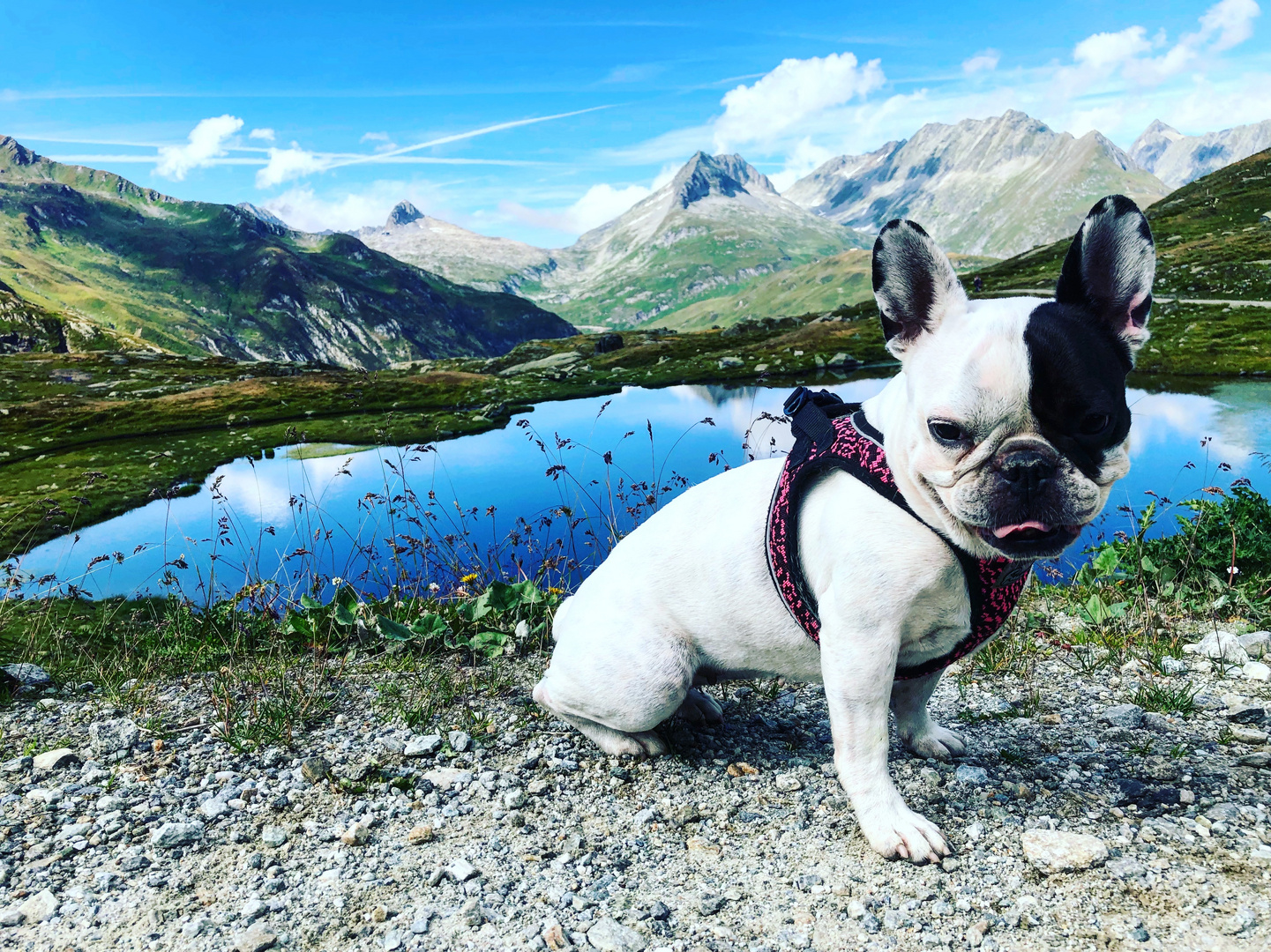 Dog in the mountains