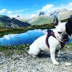 Dog in the mountains